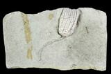 Fossil Crinoid (Sarocrinus) - Crawfordsville, Indiana #110593-1